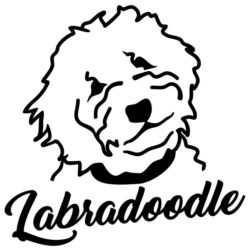 Labradoodles